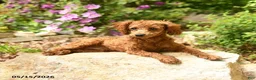 Toy Poodle dogs for sale: Waylon - Ad 5