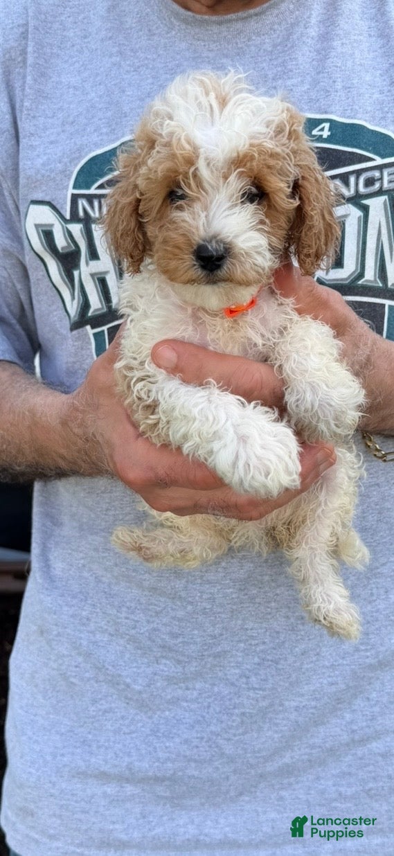 Miniature Poodle dogs for sale: Miniature Poodle 6 - Ad 4