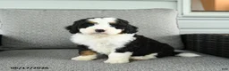 Bernedoodle dogs for sale: Sienna - Ad 3