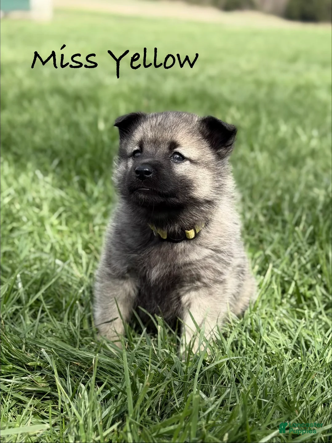 Norwegian Elkhound dogs for sale: Miss Yellow - Ad 1