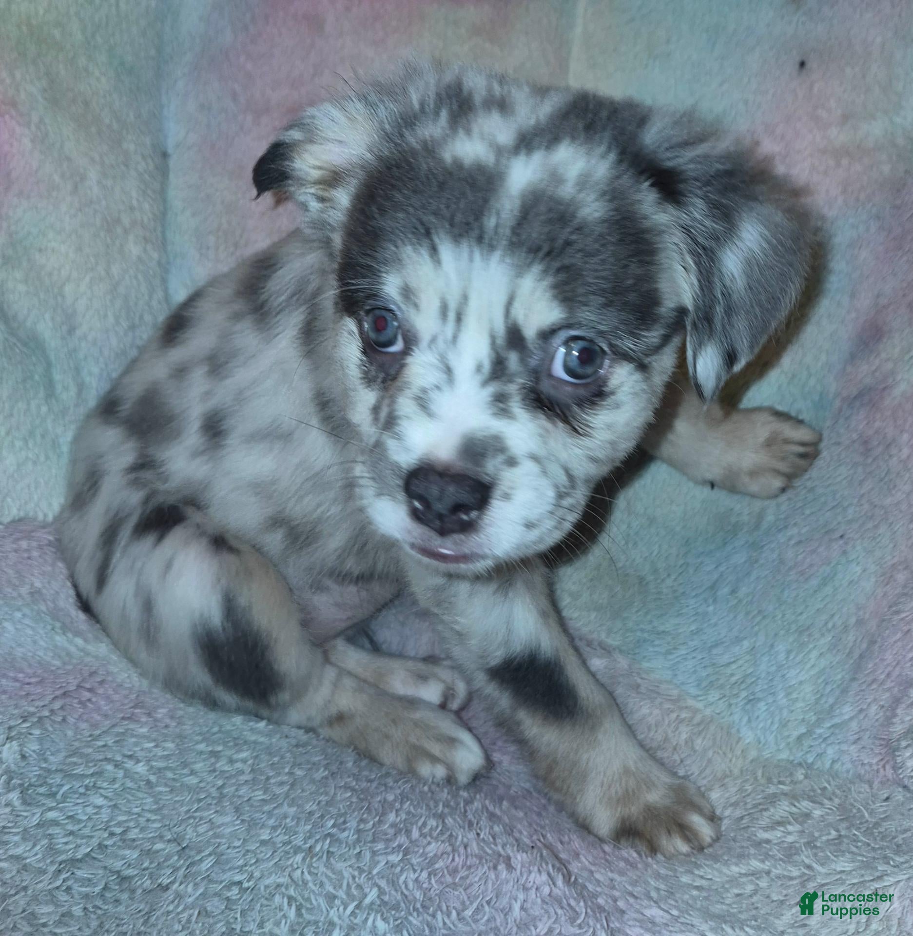 Mixed Breed dogs for sale: Ashlynn - Ad 2