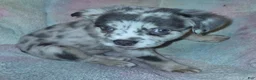 Mixed Breed dogs for sale: Ashlynn - Ad 1