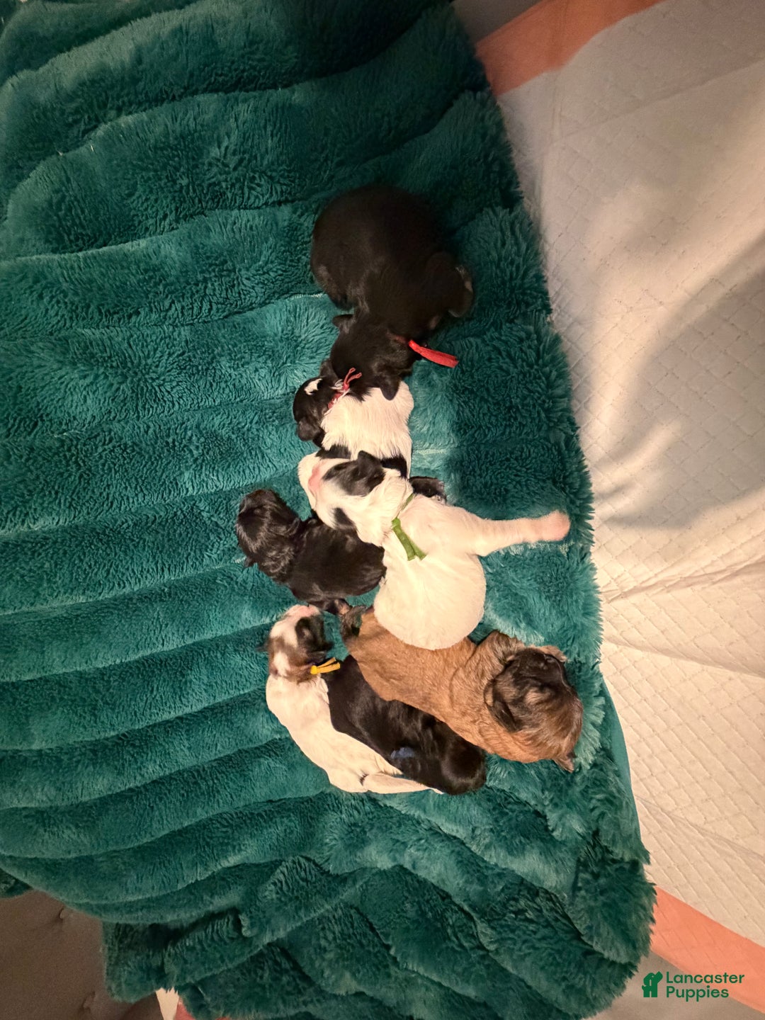 Mixed Breed dogs for sale: Mixed Breed Puppy 2 - Ad 1