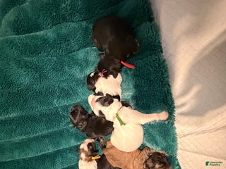 Mixed Breed dogs Mixed Breed Puppy 2 - Ad 18