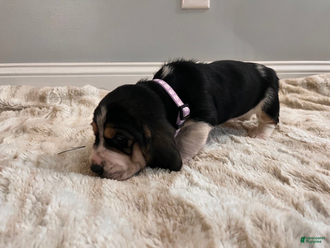 Basset Hound dogs for sale: Rhonda - Ad 4