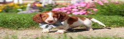 Dachshund dogs for sale: Cooper - Ad 4