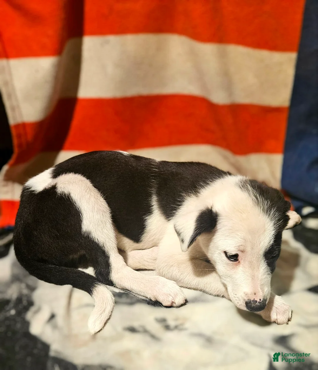 Border Collie dogs for sale: I-dog - Ad 5