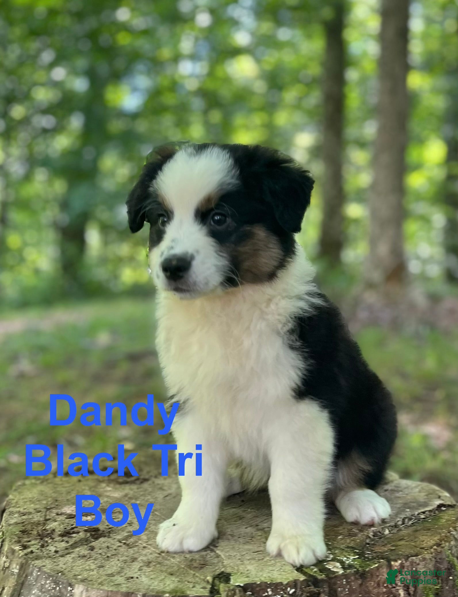 Australian Shepherd dogs Dandy - Ad 1