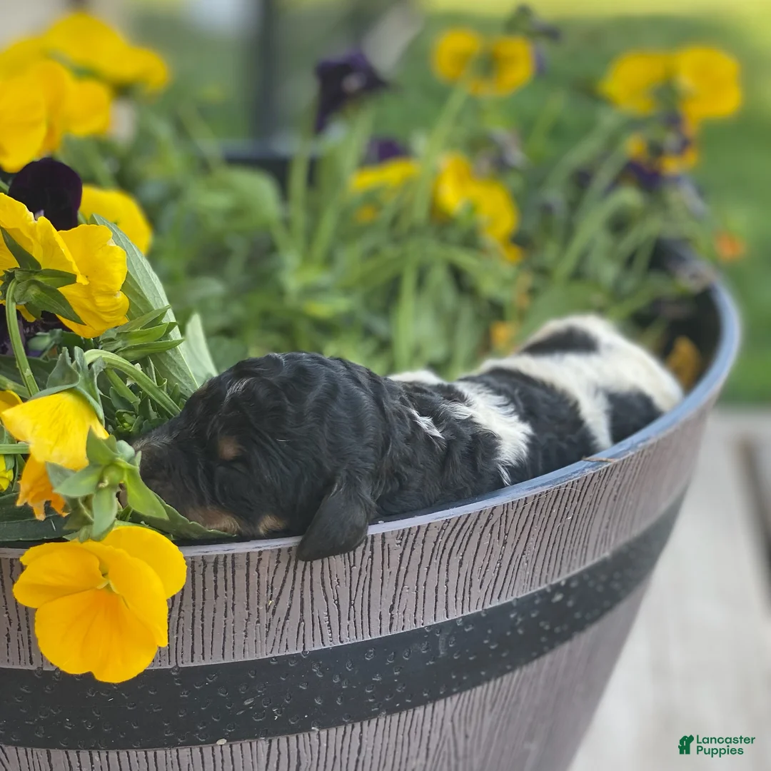 Standard Poodle dogs for sale: Aspen - Ad 1