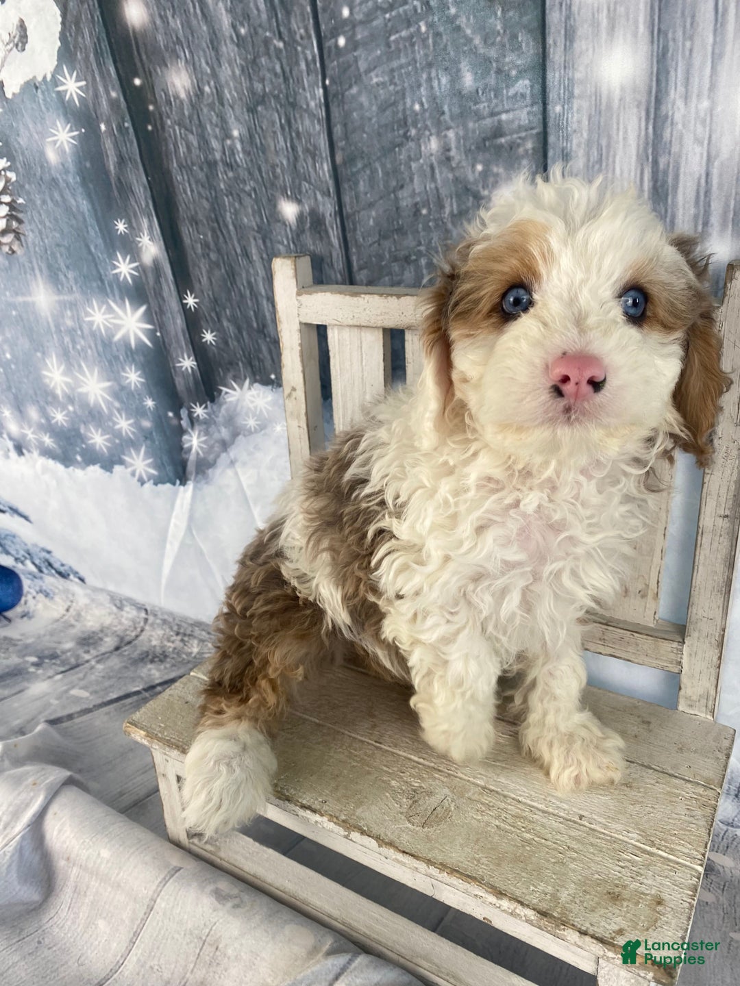 Cavapoo dogs for sale: Blue - Ad 2