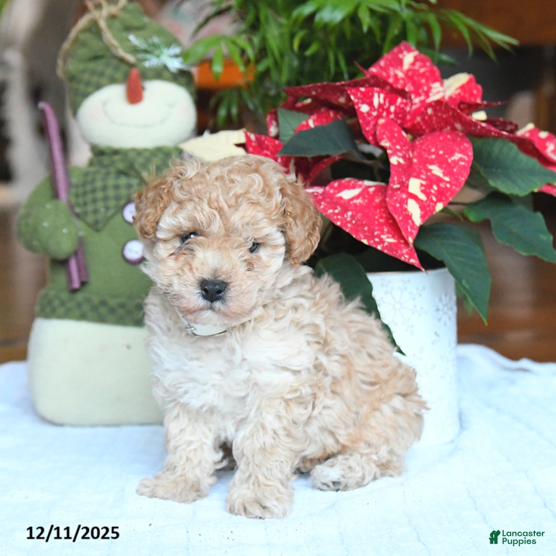 Maltipoo dogs for sale: Tyler - Ad 4