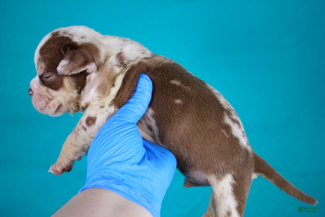 American Bully dogs for sale: Chocolate Tri Merle Male - Ad 2