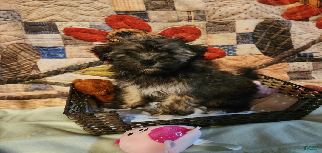 Gallery Image {{count}}