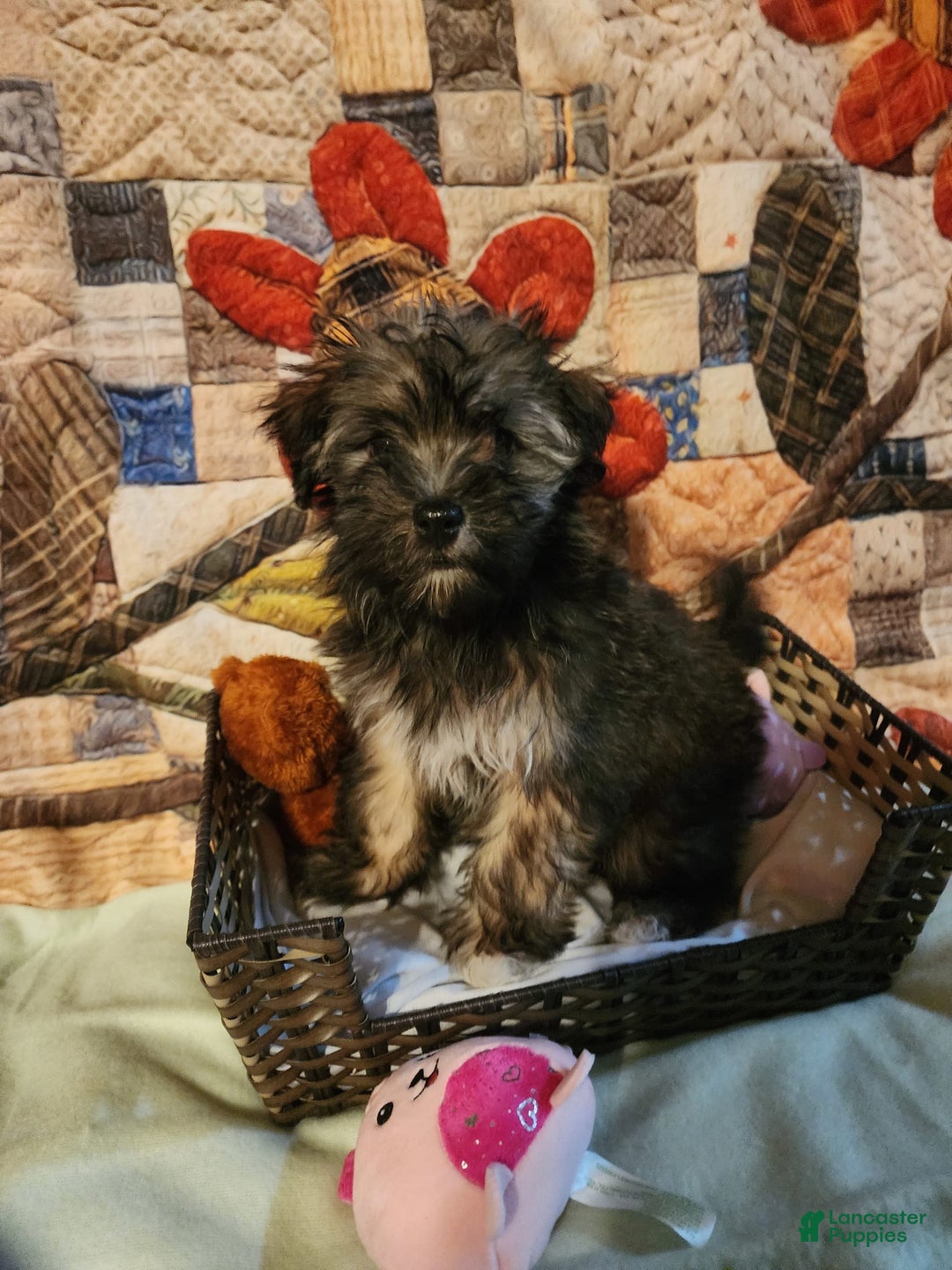 Gallery Image {{count}}