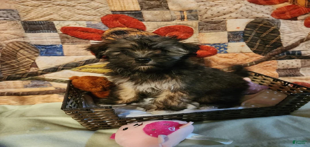 Gallery Image {{count}}