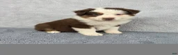 Miniature Australian Shepherd dogs for sale: Sky - Ad 1