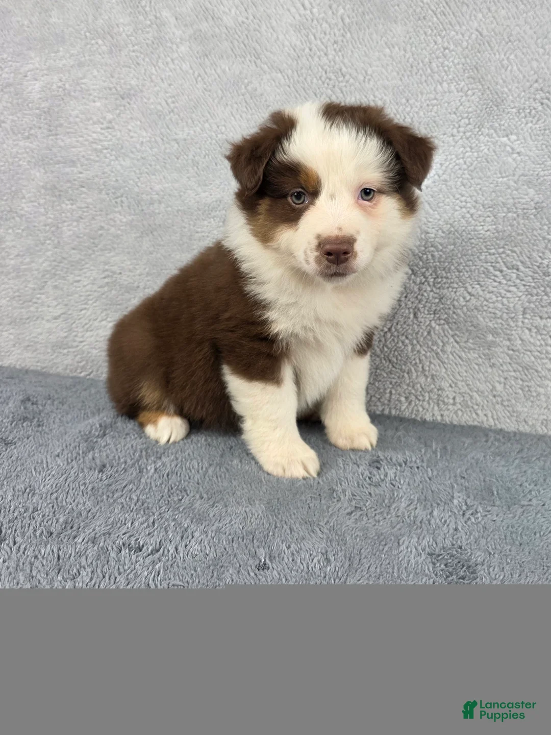Miniature Australian Shepherd dogs for sale: Sky - Ad 1