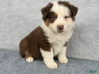 Miniature Australian Shepherd dogs for sale: Sky - Ad 4