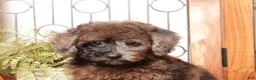Miniature Poodle dogs for sale: Maples Adorable Toy Poodle  - Ad 3