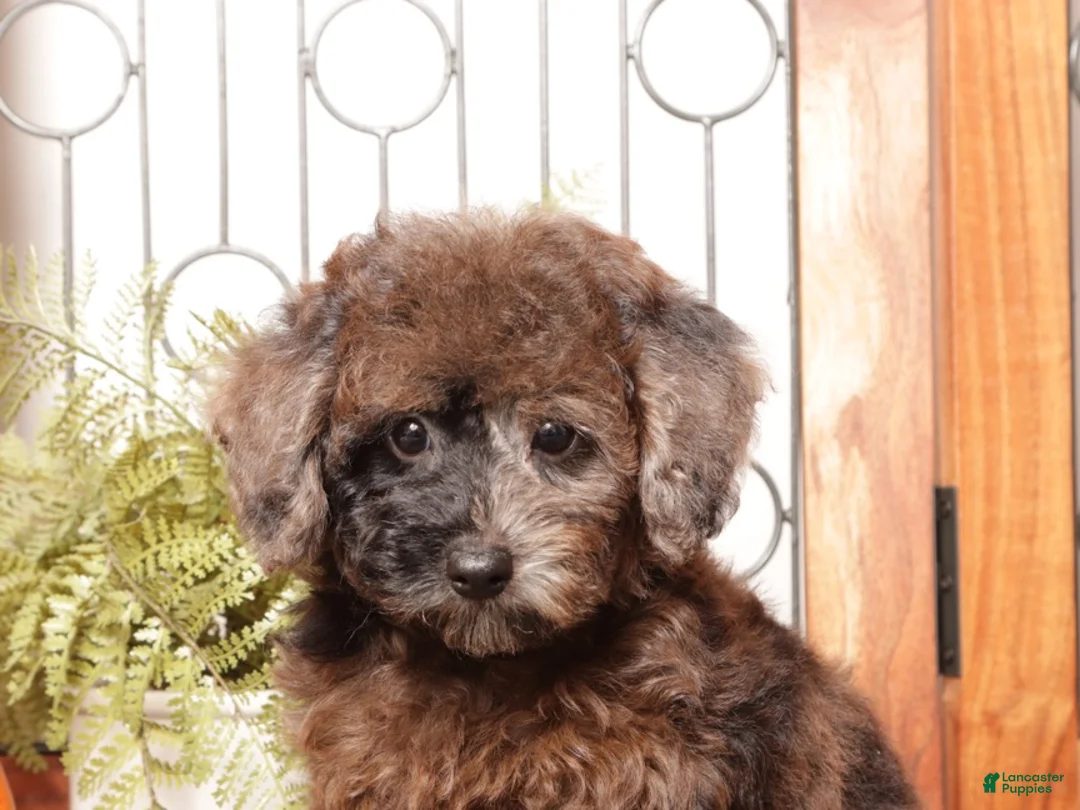 Miniature Poodle dogs for sale: Maples Adorable Toy Poodle  - Ad 3
