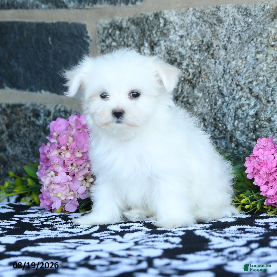 Maltese dogs Snowball - Ad 2