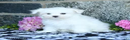 Maltese dogs for sale: Snowball - Ad 2