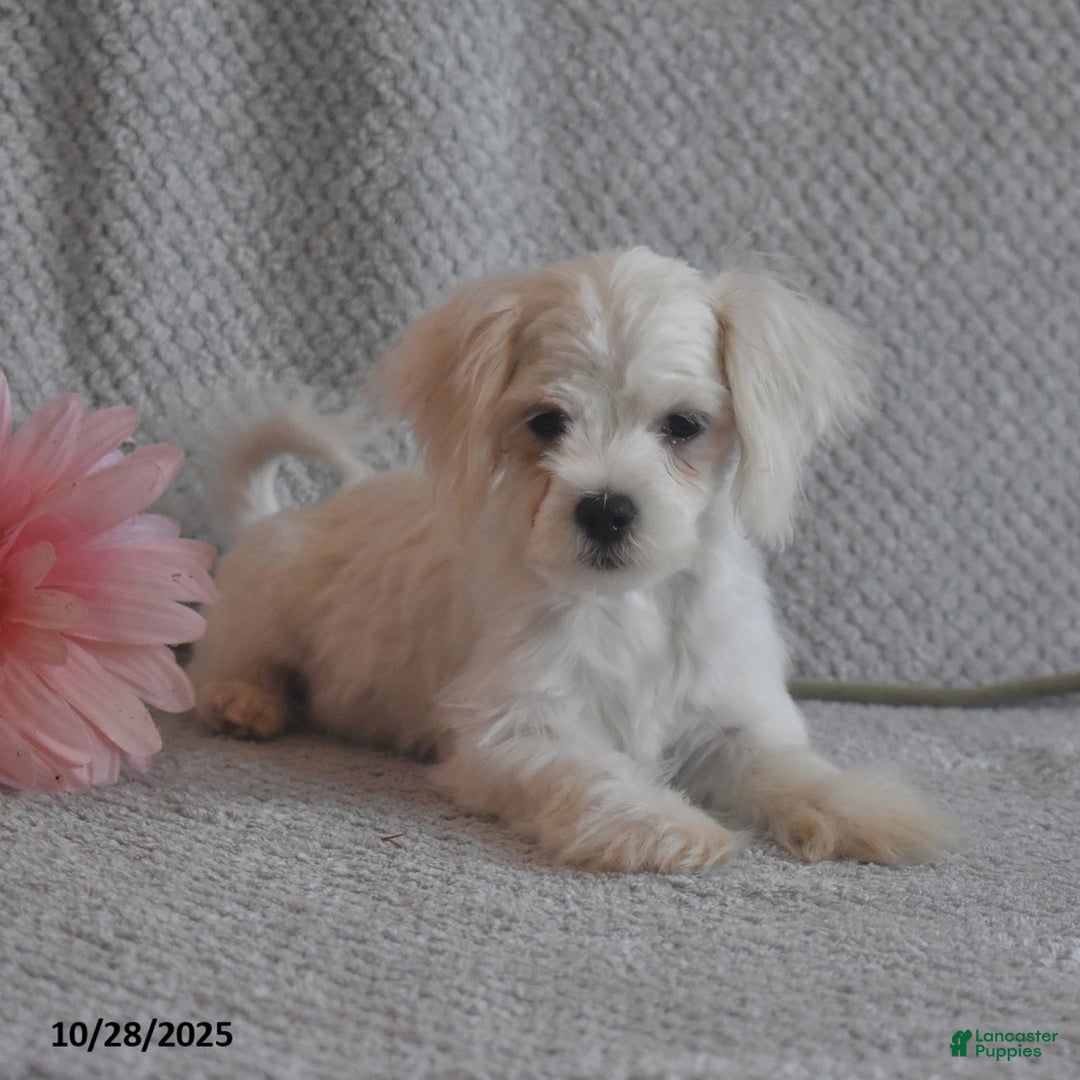 Maltese dogs for sale: Edward - Ad 4