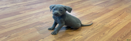 Labrador Retriever dogs for sale: Bella - Ad 2