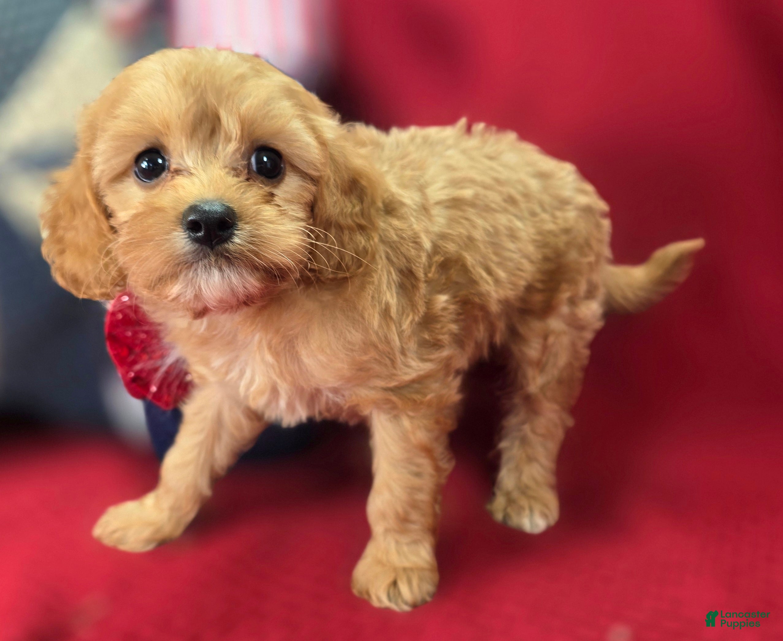 Cavapoo dogs Miles - Ad 30