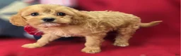 Cavapoo dogs for sale: Miles - Ad 10