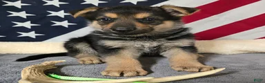 German Shepherd Puppy Lime Collar