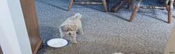 Maltipoo dogs for sale: Jack - Ad 4