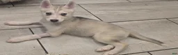 Gerberian Shepsky dogs for sale: Yuki - Ad 8
