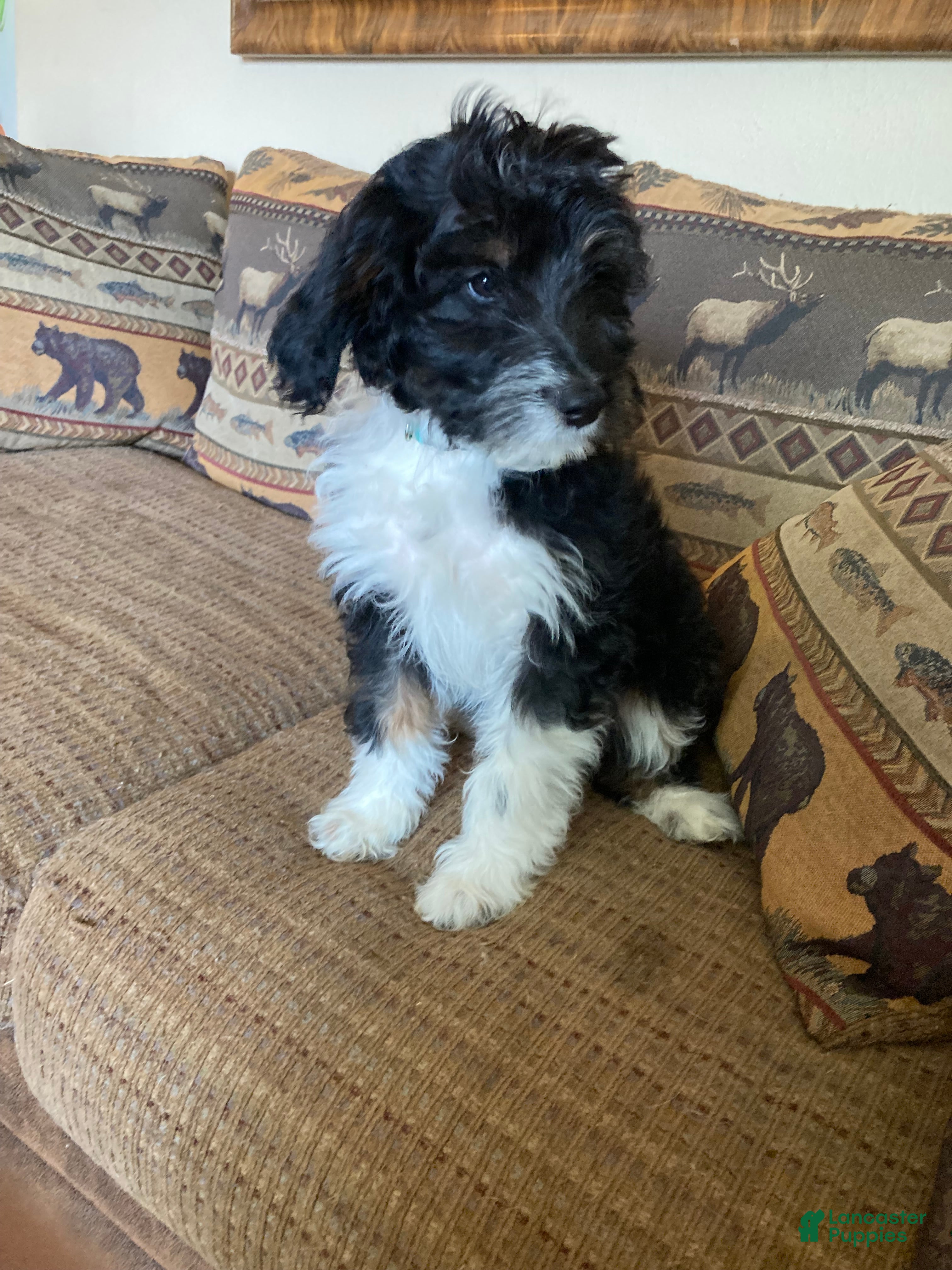 Mini Aussiedoodle dogs Miniature Aussiedoodle Molly - Ad 1