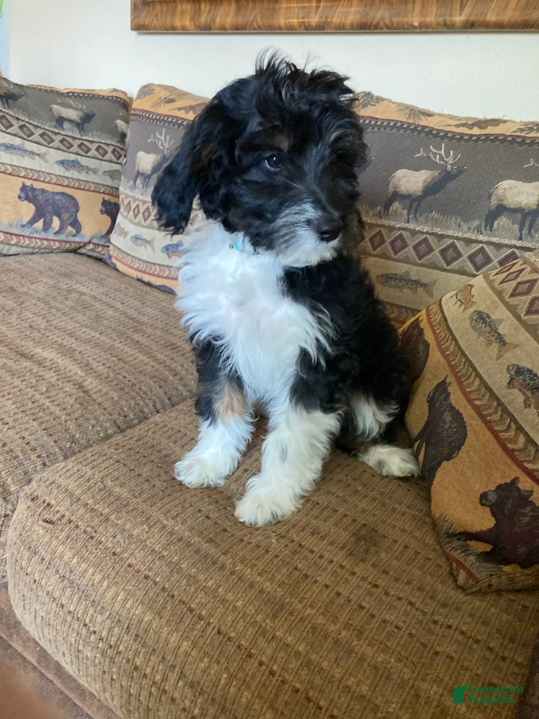 Mini Aussiedoodle dogs for sale: Miniature Aussiedoodle Molly - Ad 1