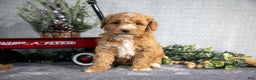 Miniature Poodle dogs for sale: Spencer - Ad 3