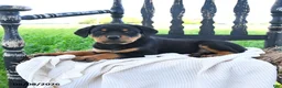 Rottweiler dogs for sale: Ryland - Ad 3