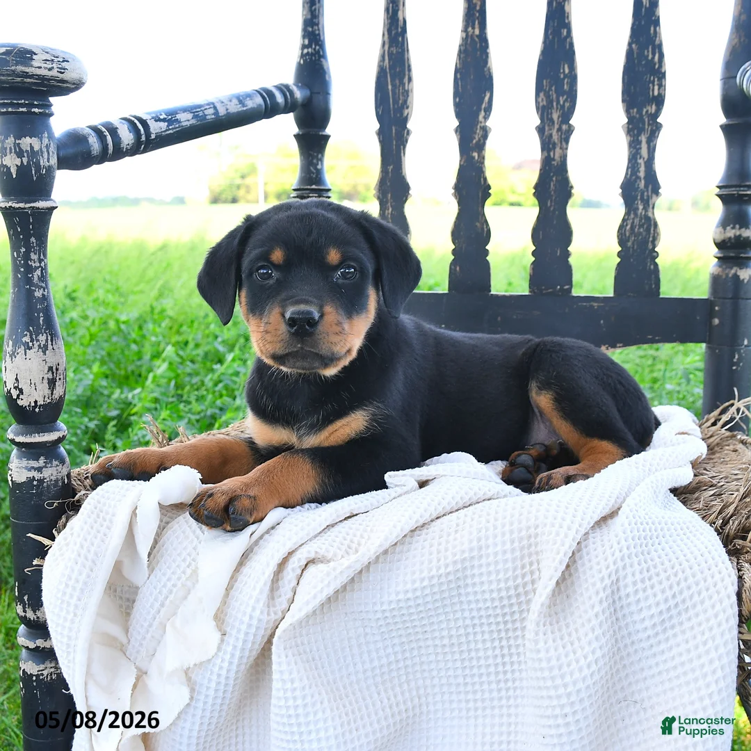 Rottweiler dogs for sale: Ryland - Ad 3
