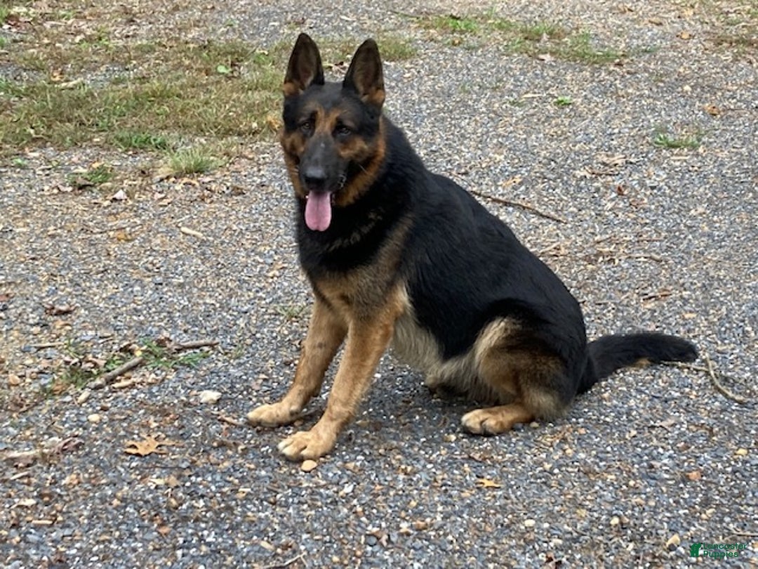 German Shepherd dogs for sale: Cooper - Ad 4