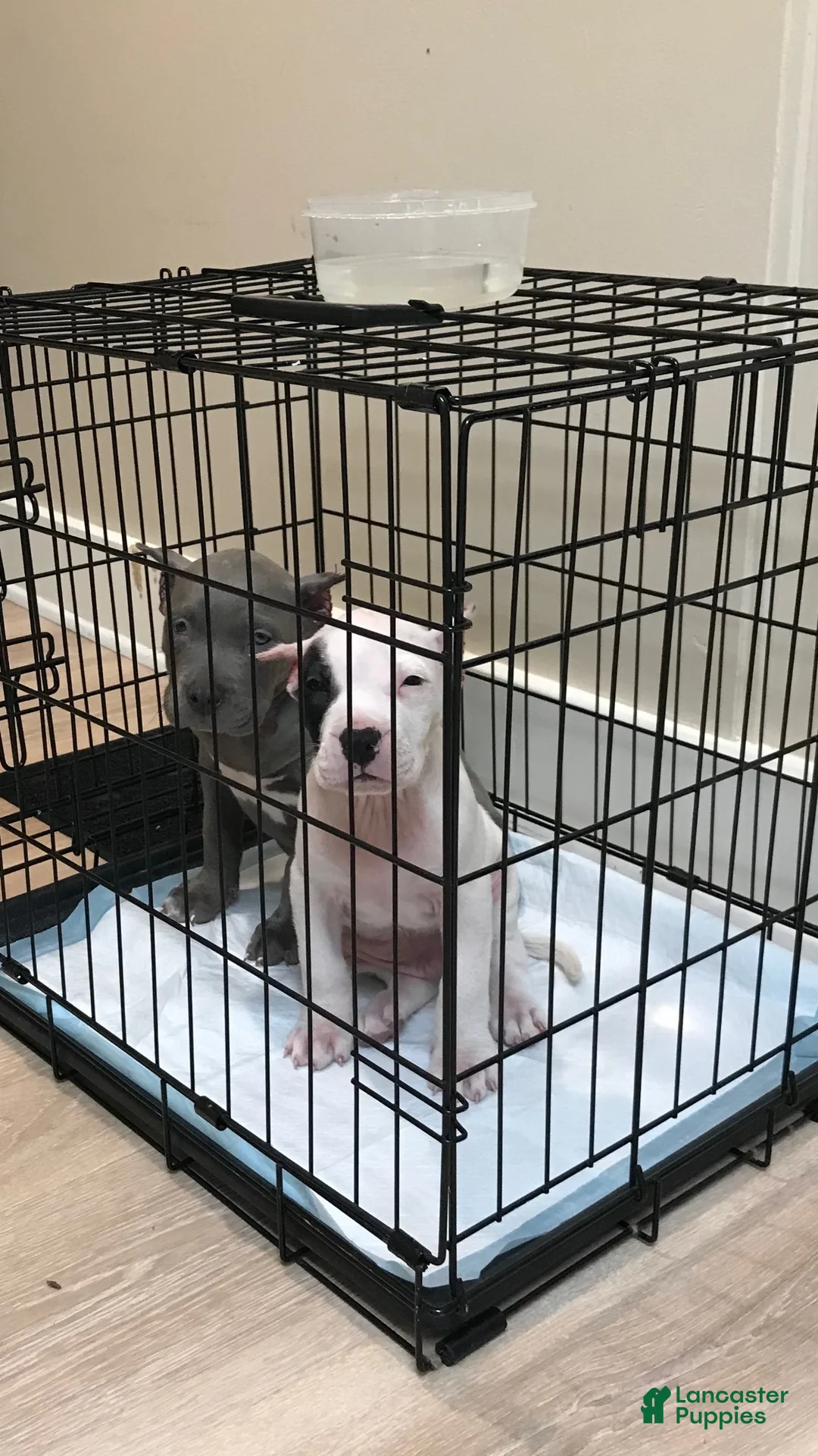 American Bully dogs for sale: American Bully 1 - Ad 2