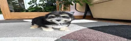 Mixed Breed dogs for sale: Lhasa/Maltese boy 2  - Ad 10