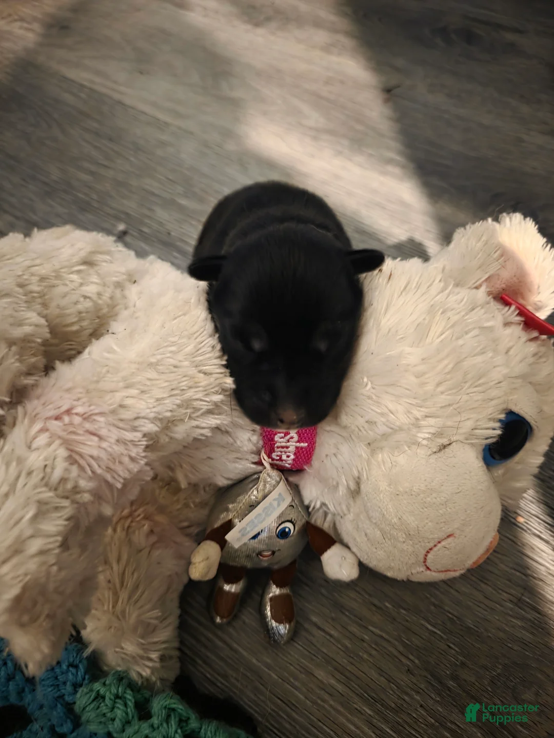 Pitsky dogs for sale: Pitsky 3 - Ad 1