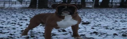 Boxer dogs for sale: Case - Ad 8