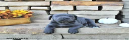 Cane Corso dogs for sale: Jazz - Ad 3