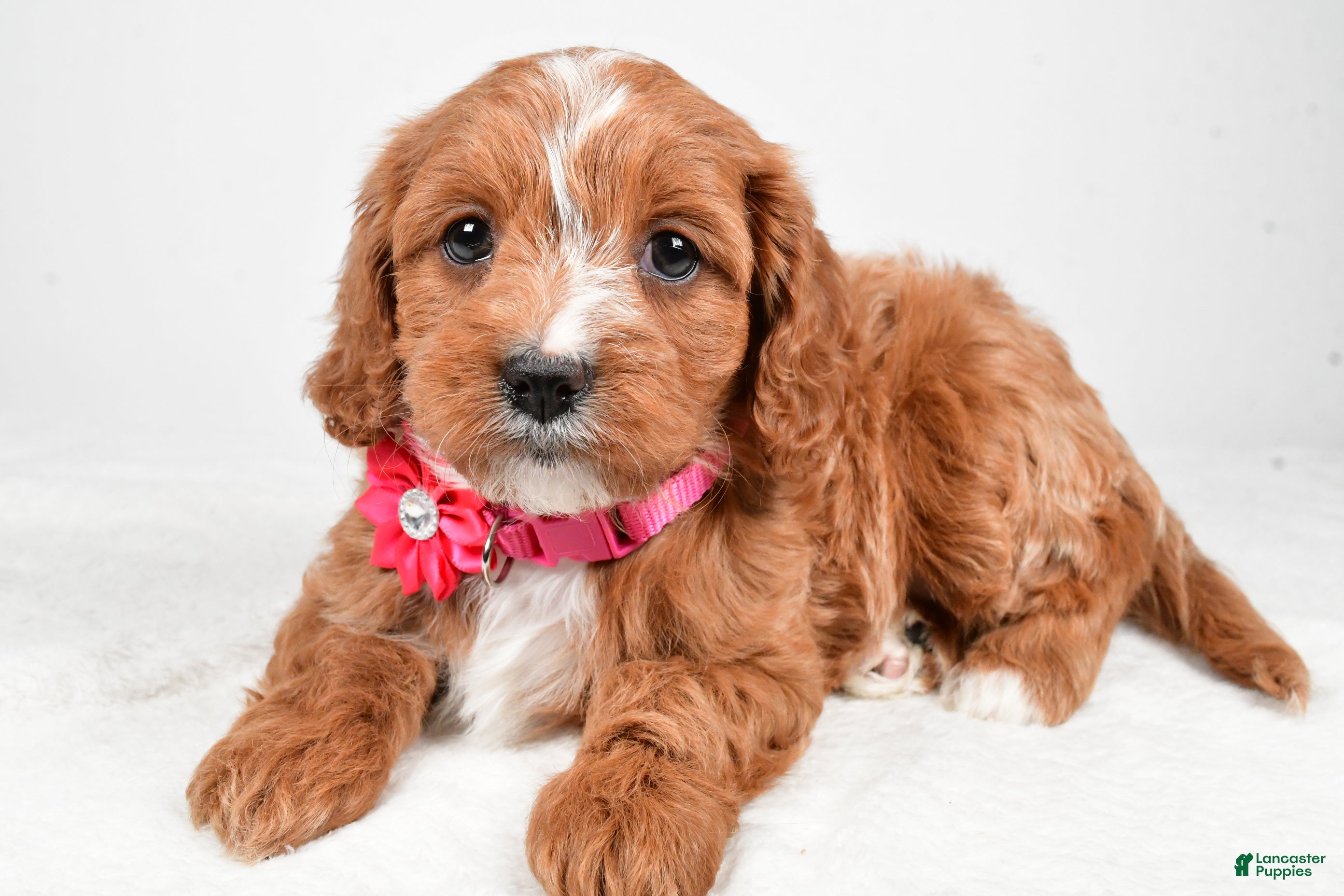 Cavapoo dogs Avery - Ad 27