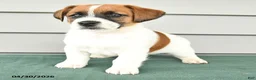 Jack Russell Terrier dogs for sale: Fitz - Ad 4