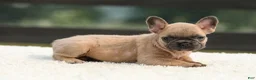 French Bulldog dogs for sale: Indy - Ad 9