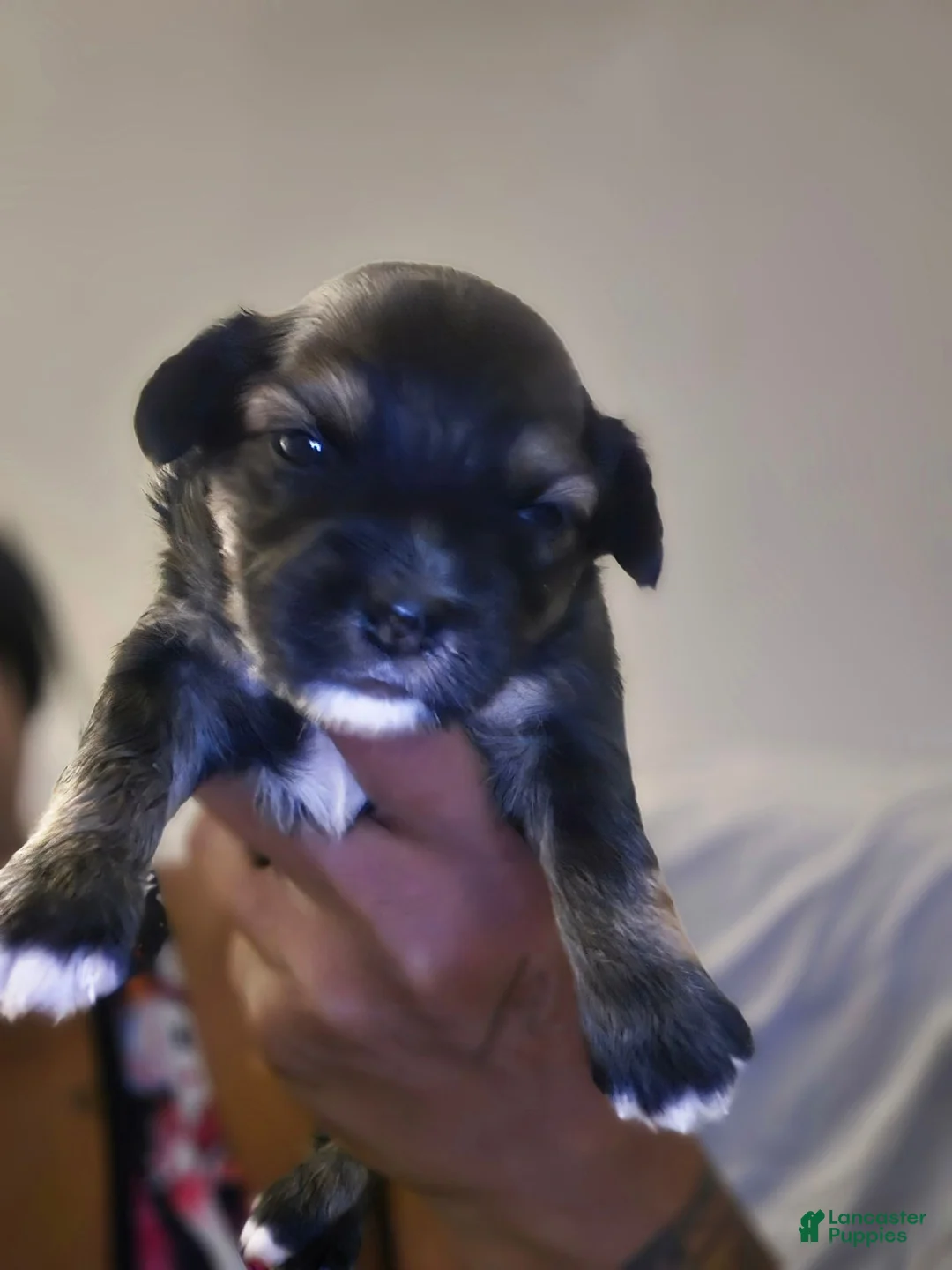 Morkie dogs for sale: Morkie 1 - Ad 1