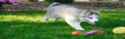 Siberian Husky dogs for sale: Lola - Ad 2