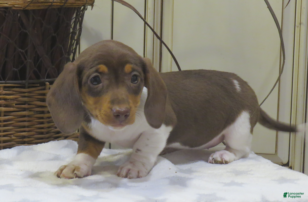 Miniature Dachshund dogs Jemima - Ad 2
